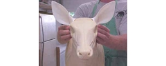 Celastic taxidermy deer ears